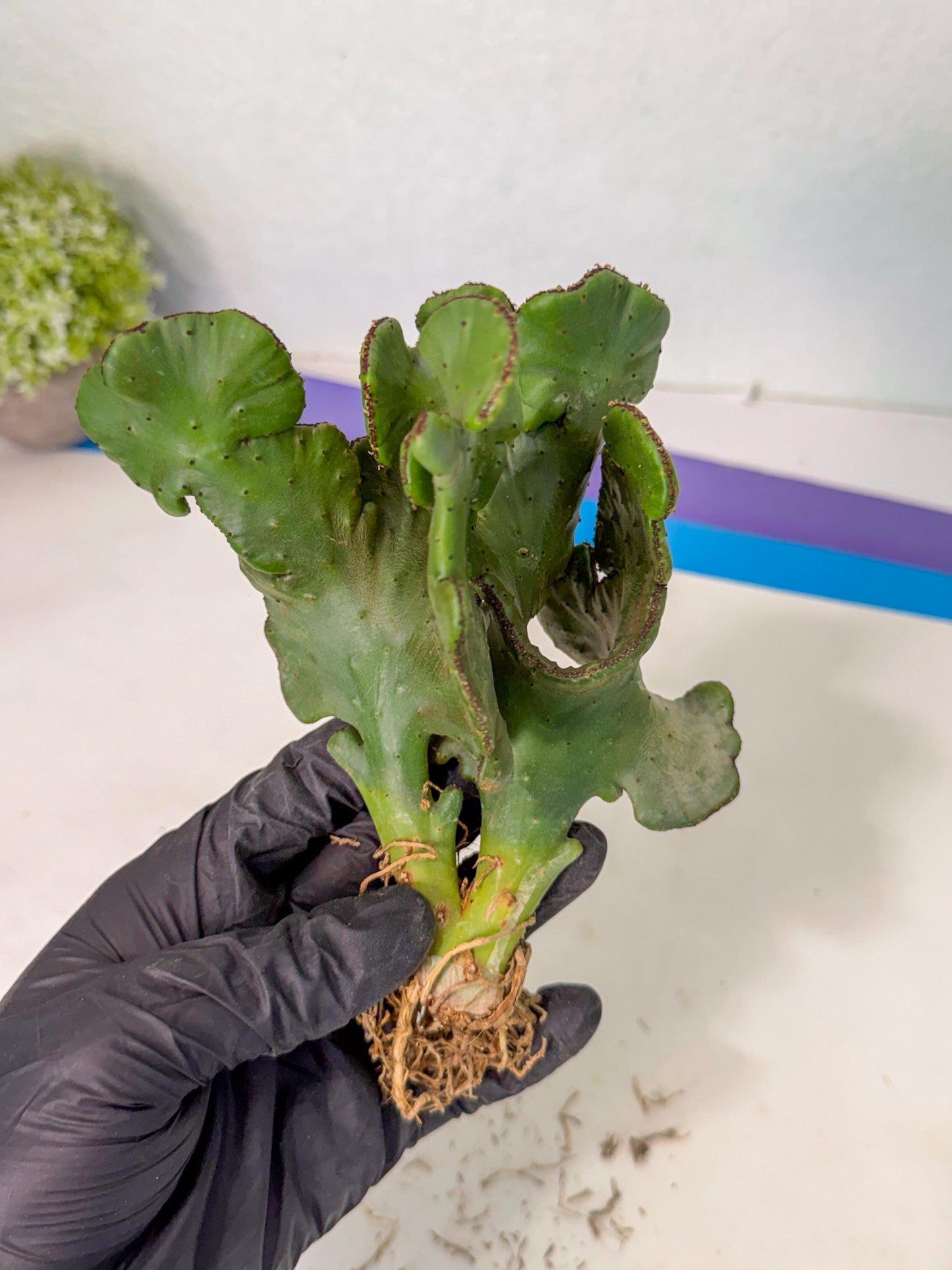Eupho Leucodendron Cristata (10) | Exotic Rare Plant