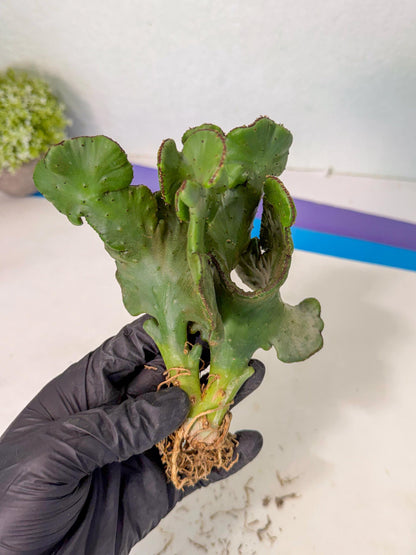 Eupho Leucodendron Cristata (10) | Exotic Rare Plant