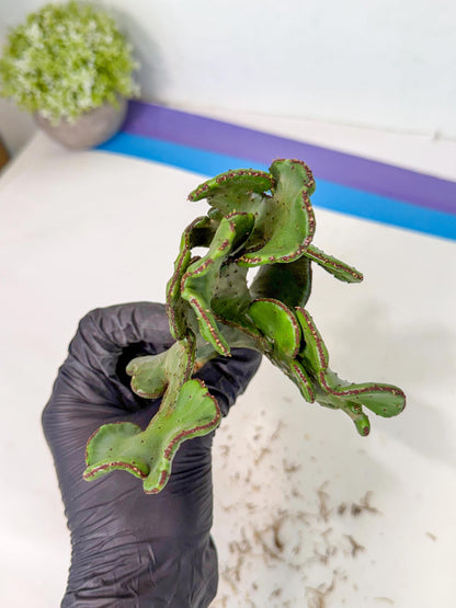 Eupho Leucodendron Cristata (10) | Exotic Rare Plant