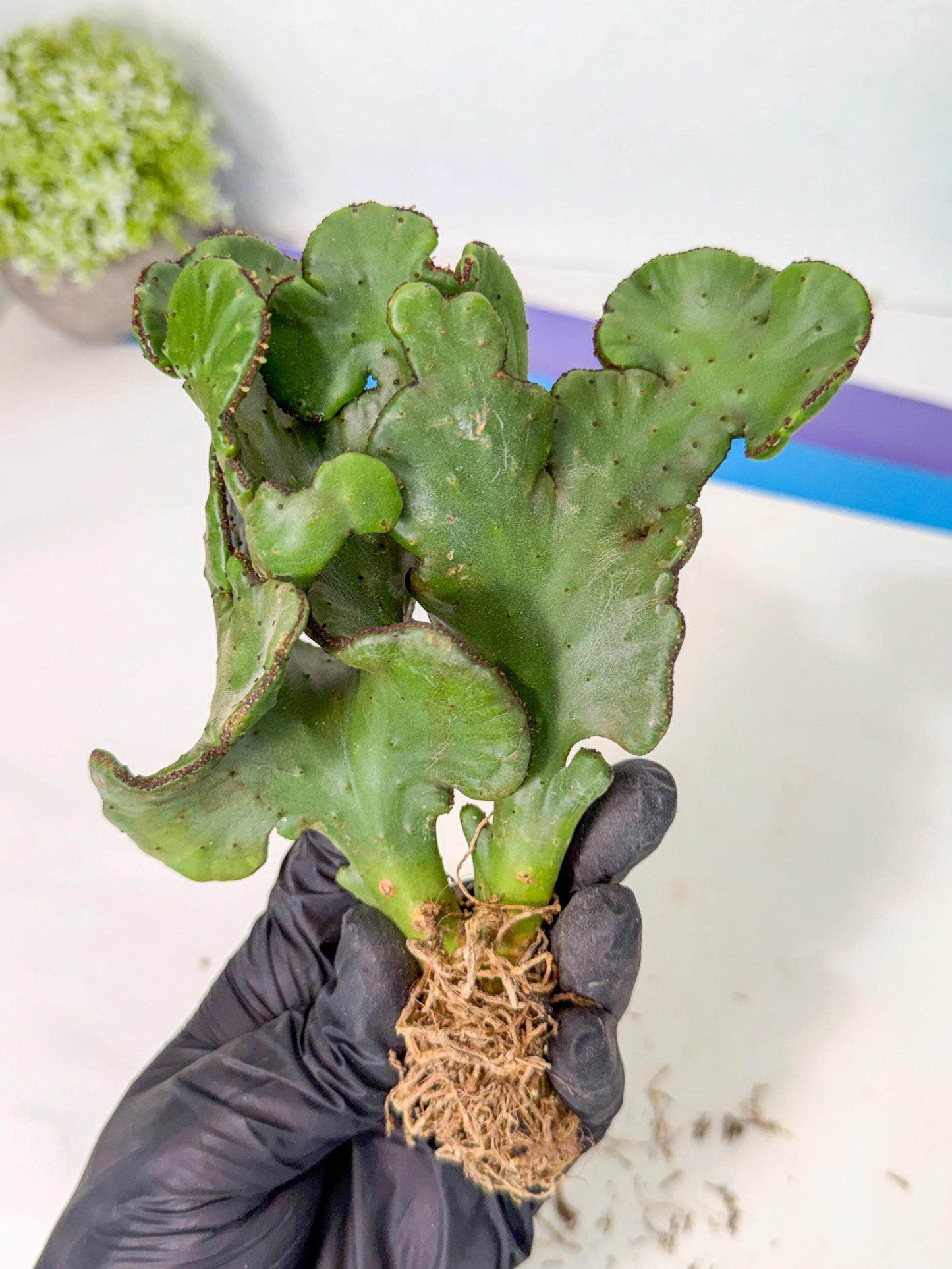 Eupho Leucodendron Cristata (10) | Exotic Rare Plant