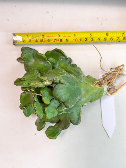 Eupho Leucodendron Cristata (11) | Exotic Rare Plant