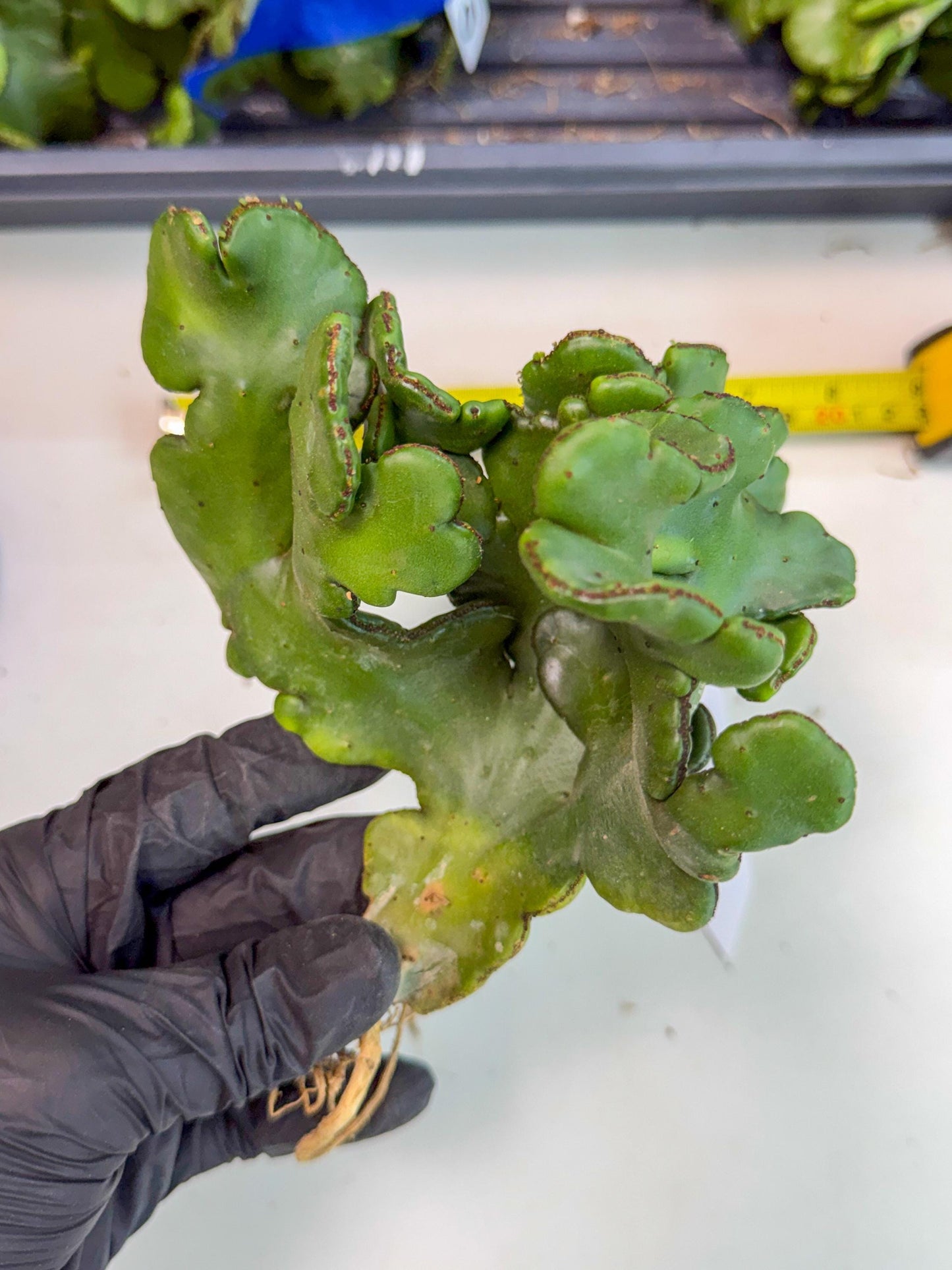 Eupho Leucodendron Cristata (11) | Exotic Rare Plant