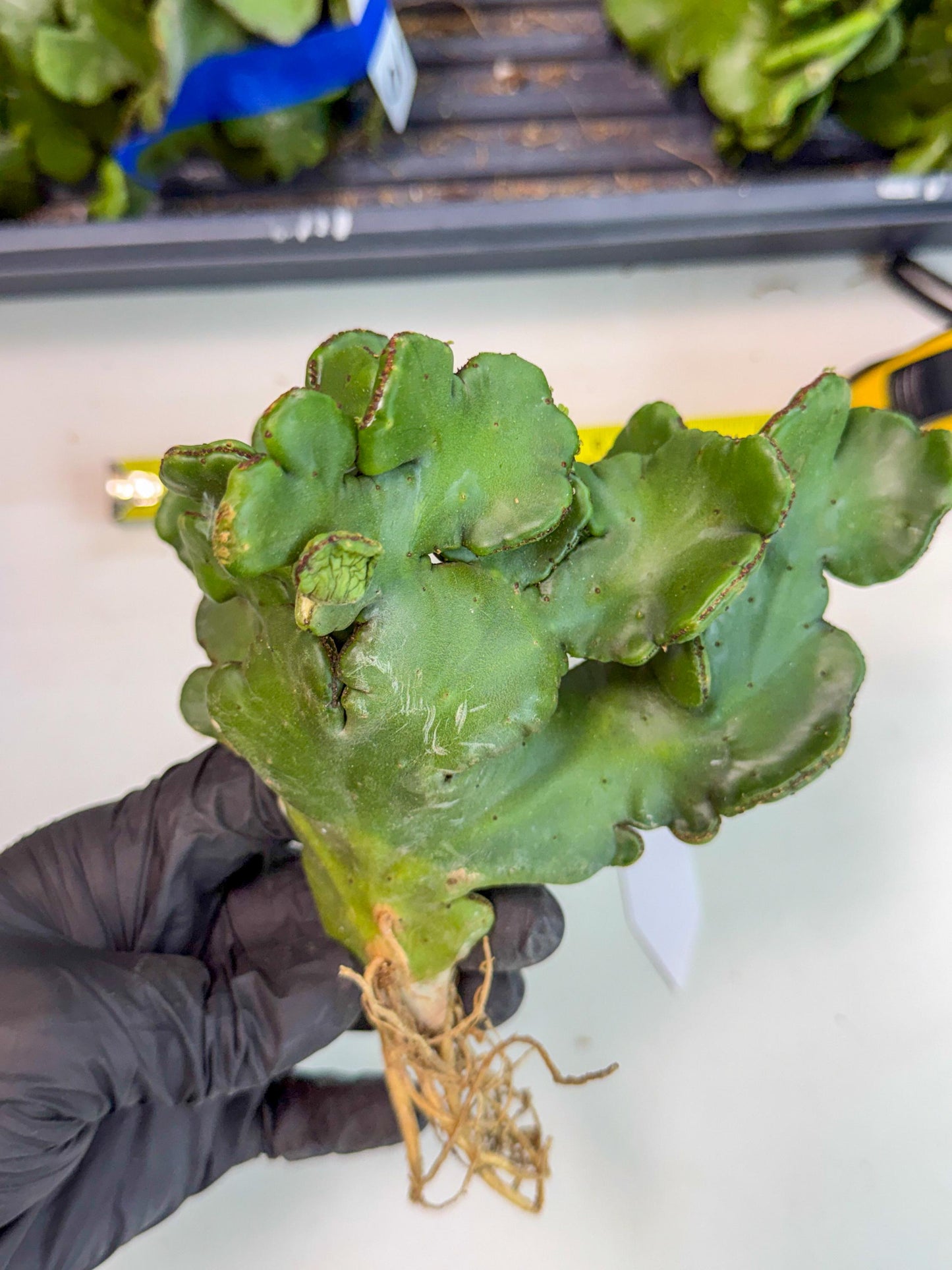 Eupho Leucodendron Cristata (11) | Exotic Rare Plant