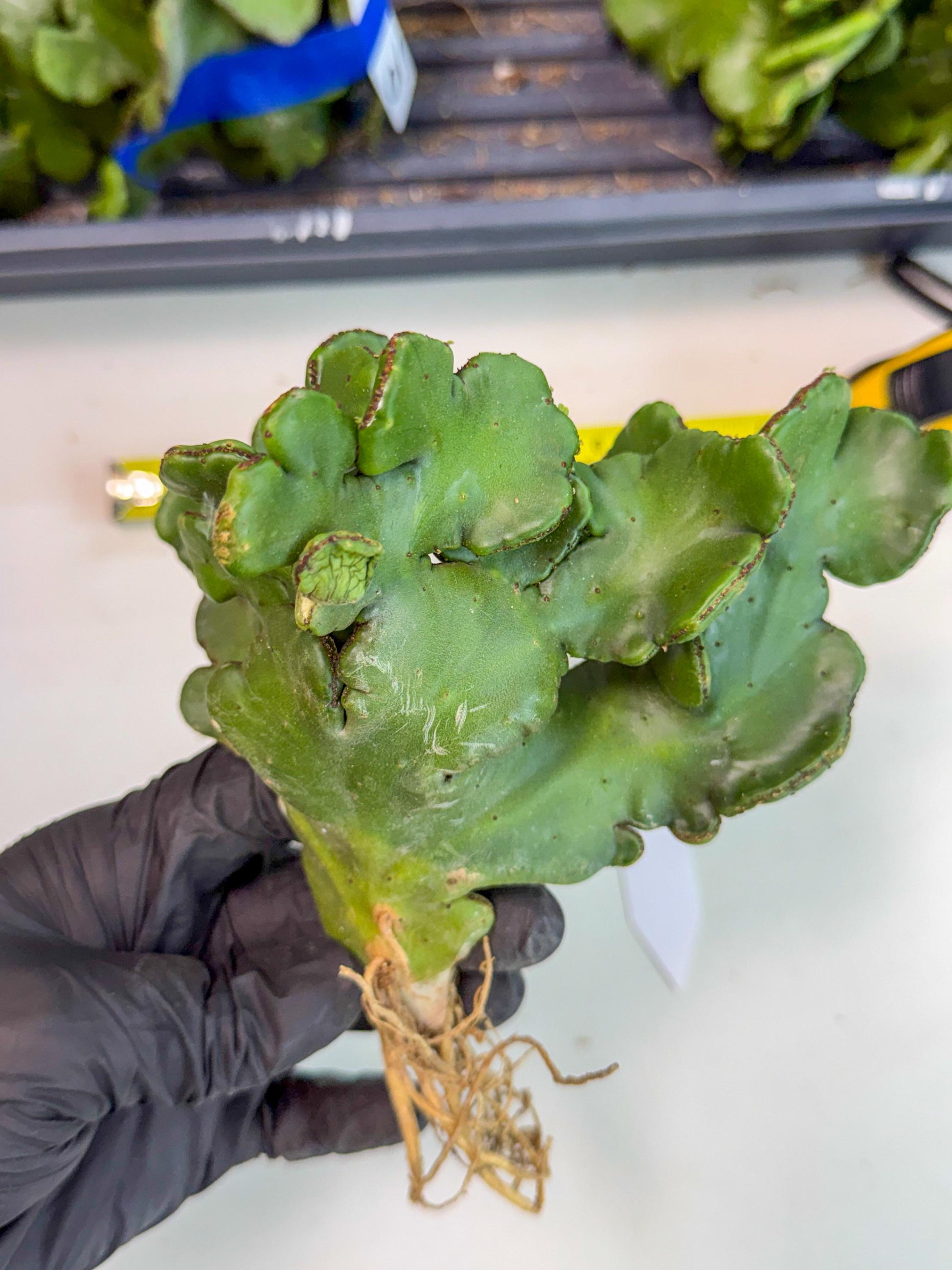 Eupho Leucodendron Cristata (11) | Exotic Rare Plant