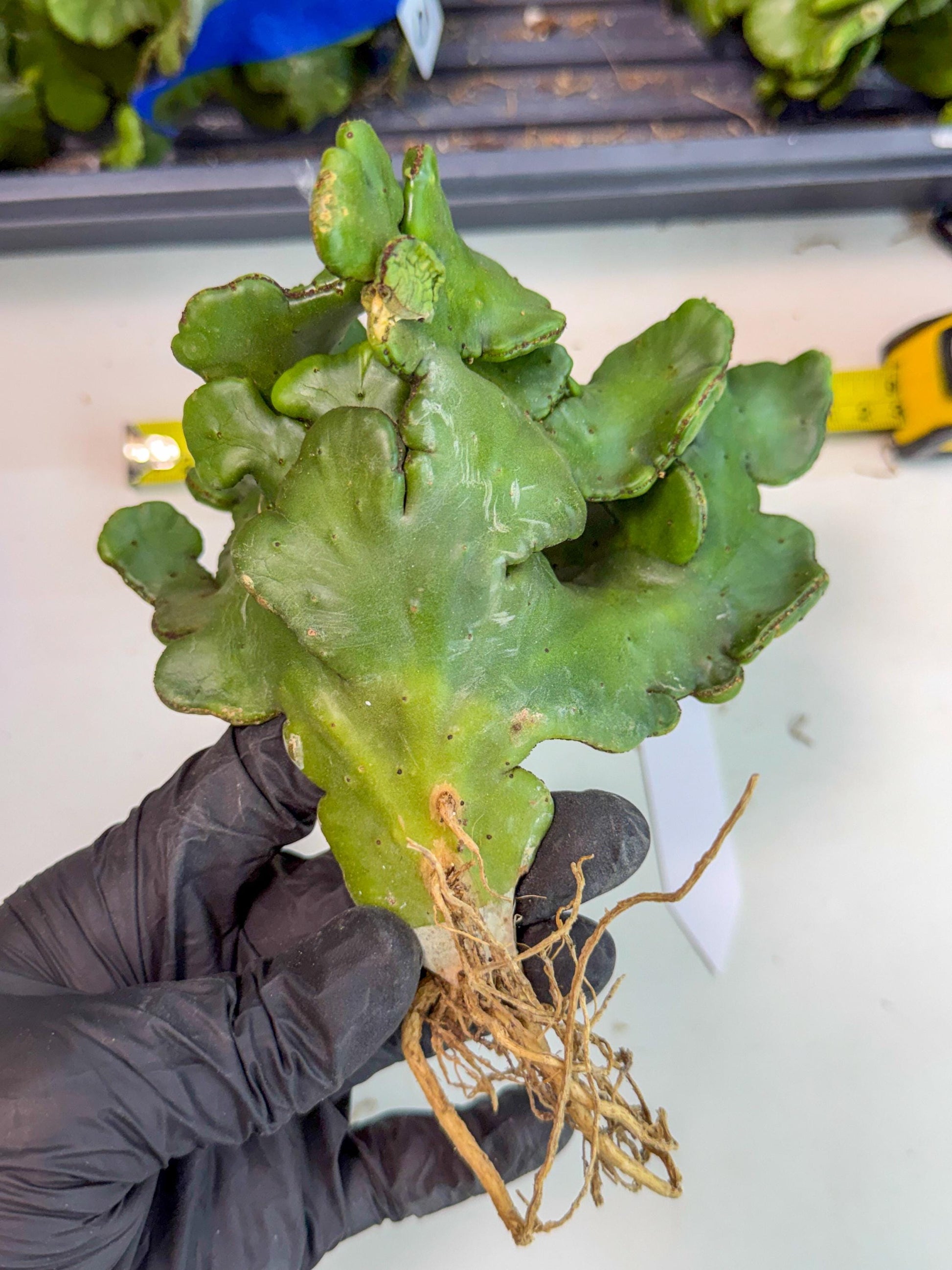 Eupho Leucodendron Cristata (11) | Exotic Rare Plant