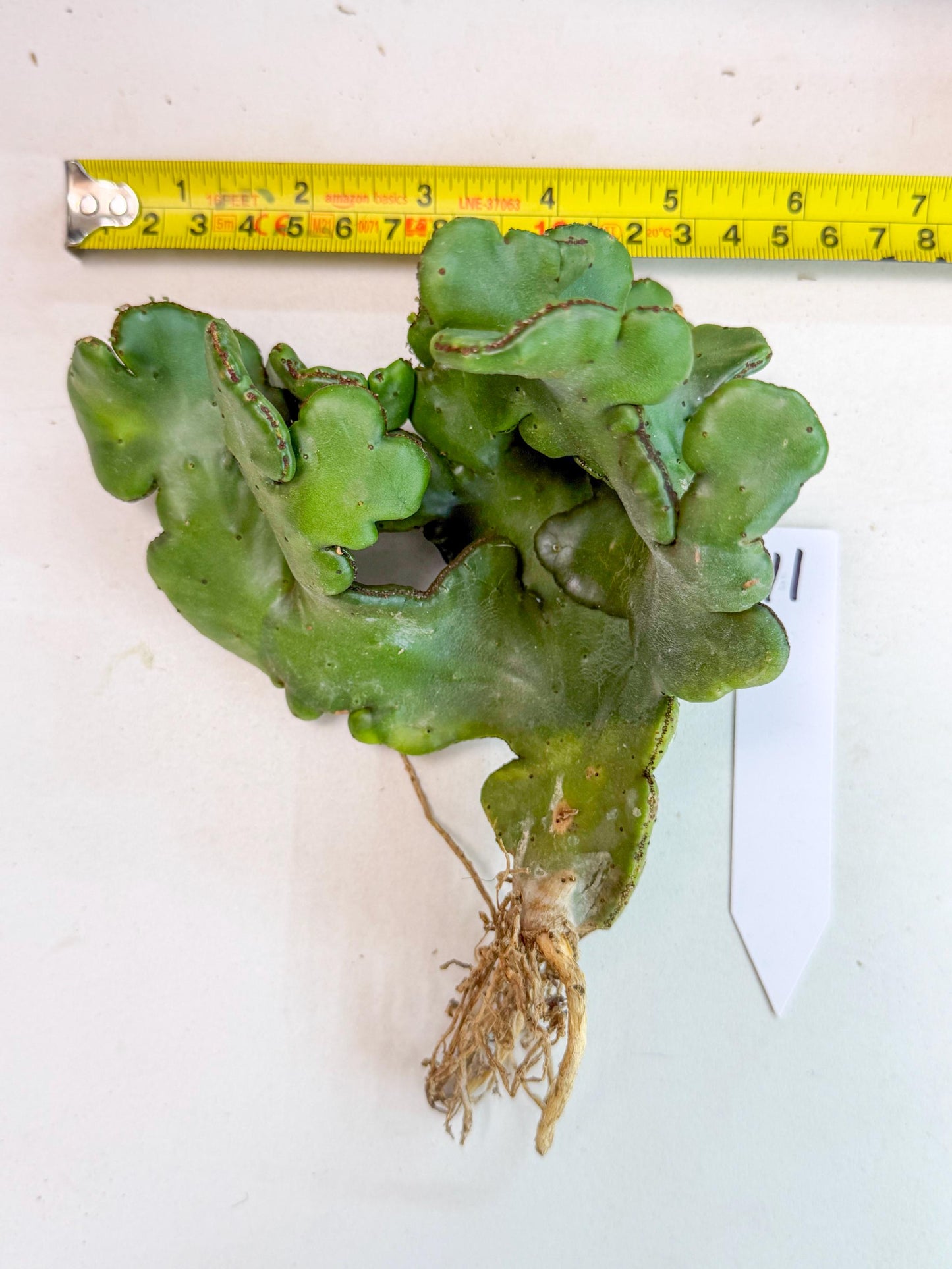Eupho Leucodendron Cristata (11) | Exotic Rare Plant