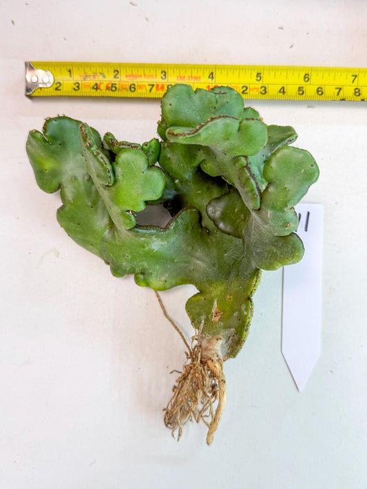 Eupho Leucodendron Cristata (11) | Exotic Rare Plant