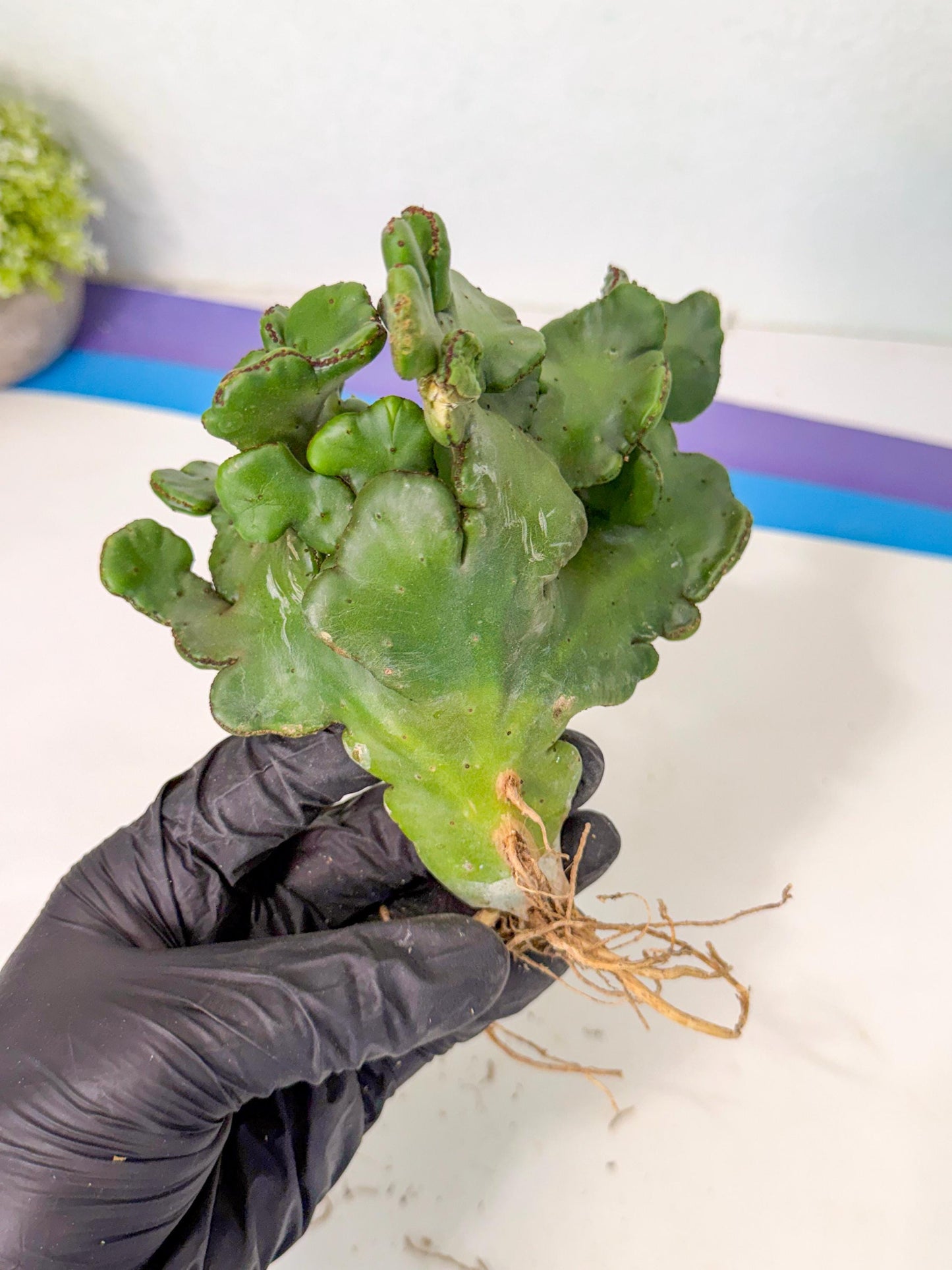 Eupho Leucodendron Cristata (11) | Exotic Rare Plant