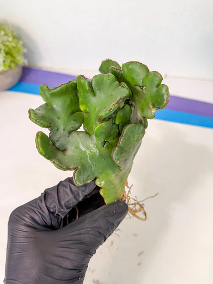 Eupho Leucodendron Cristata (11) | Exotic Rare Plant