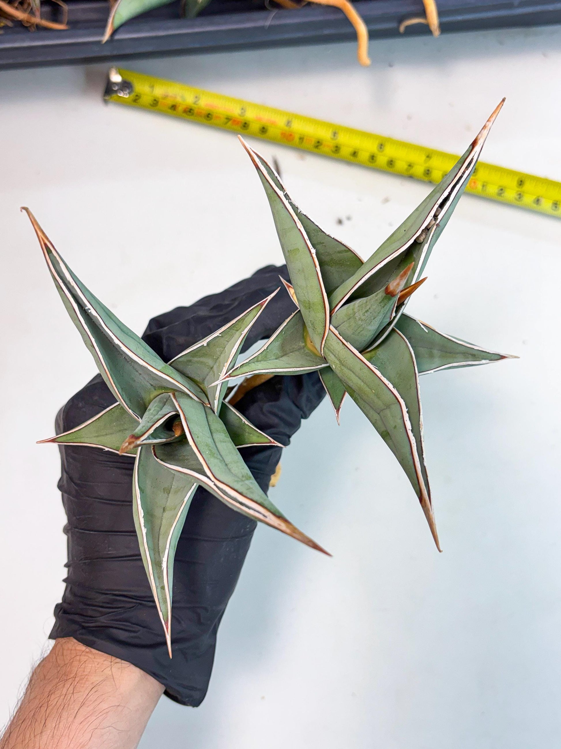 Sansevieria Pinguicula (SM) | Walking Sansevieria
