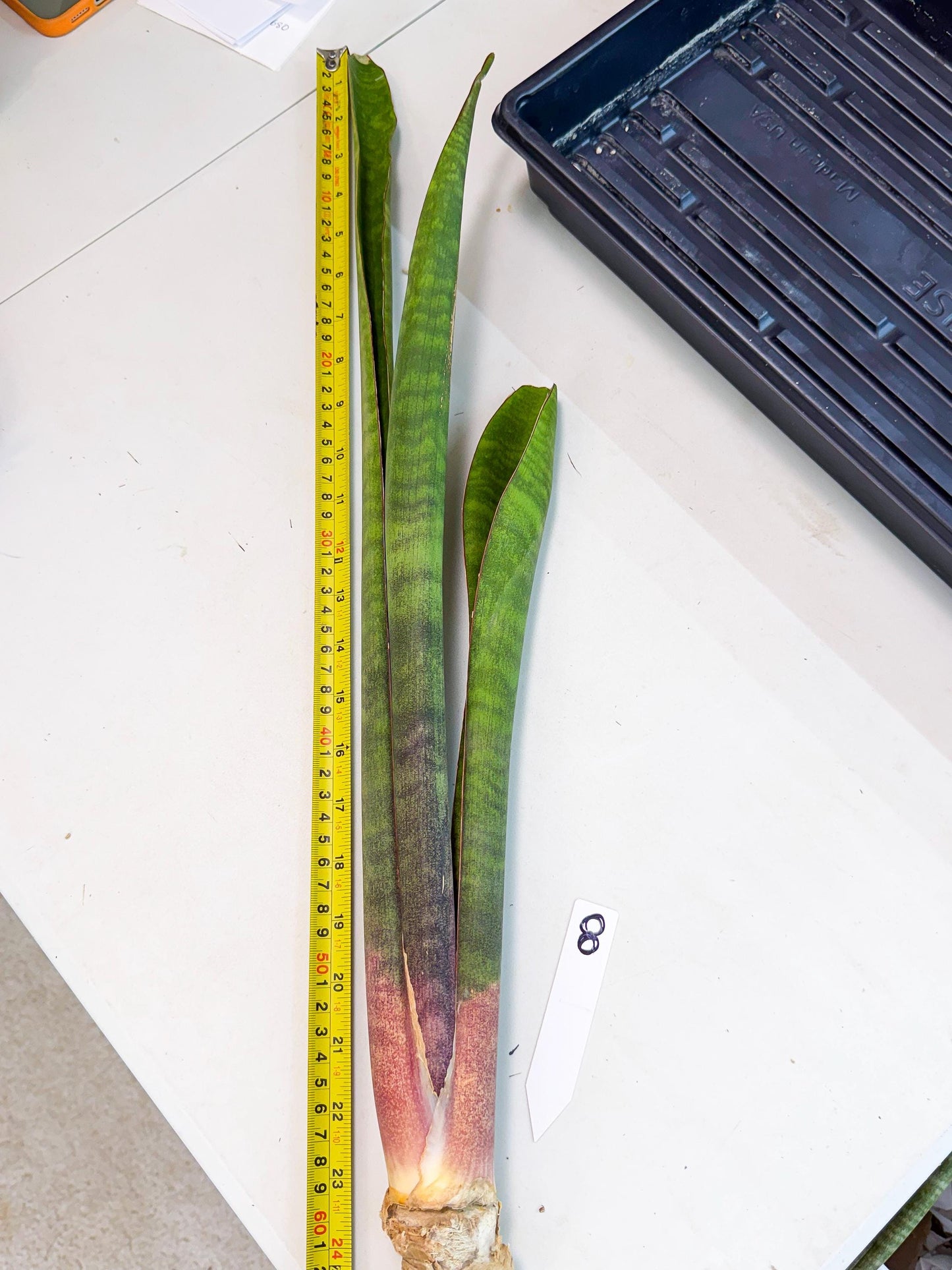 Sansevieria Mystic Magenta (rr) (8) | Very Rare Hybrid