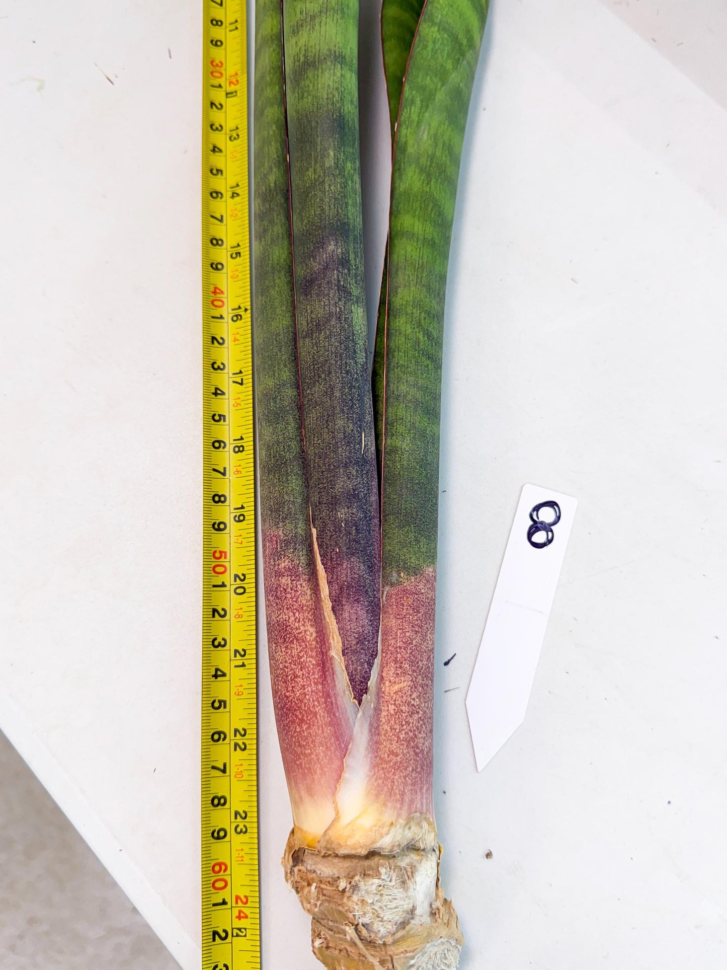Sansevieria Mystic Magenta (rr) (8) | Very Rare Hybrid