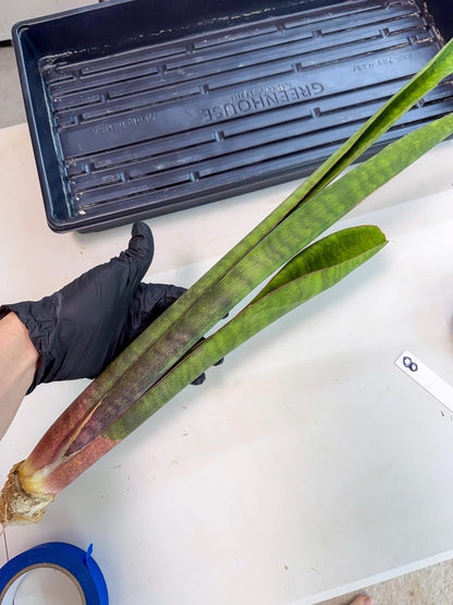 Sansevieria Mystic Magenta (rr) (8) | Very Rare Hybrid