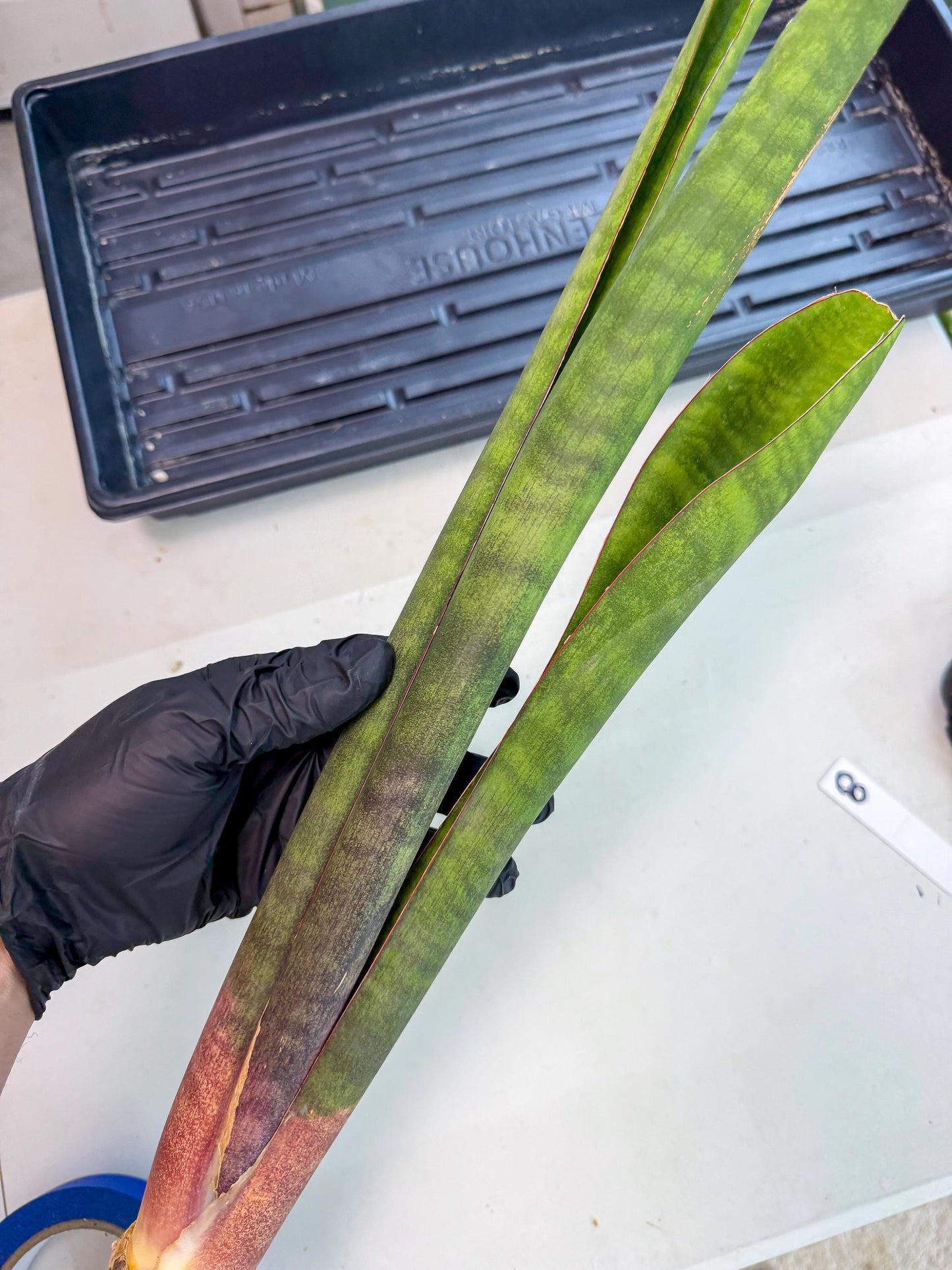 Sansevieria Mystic Magenta (rr) (8) | Very Rare Hybrid