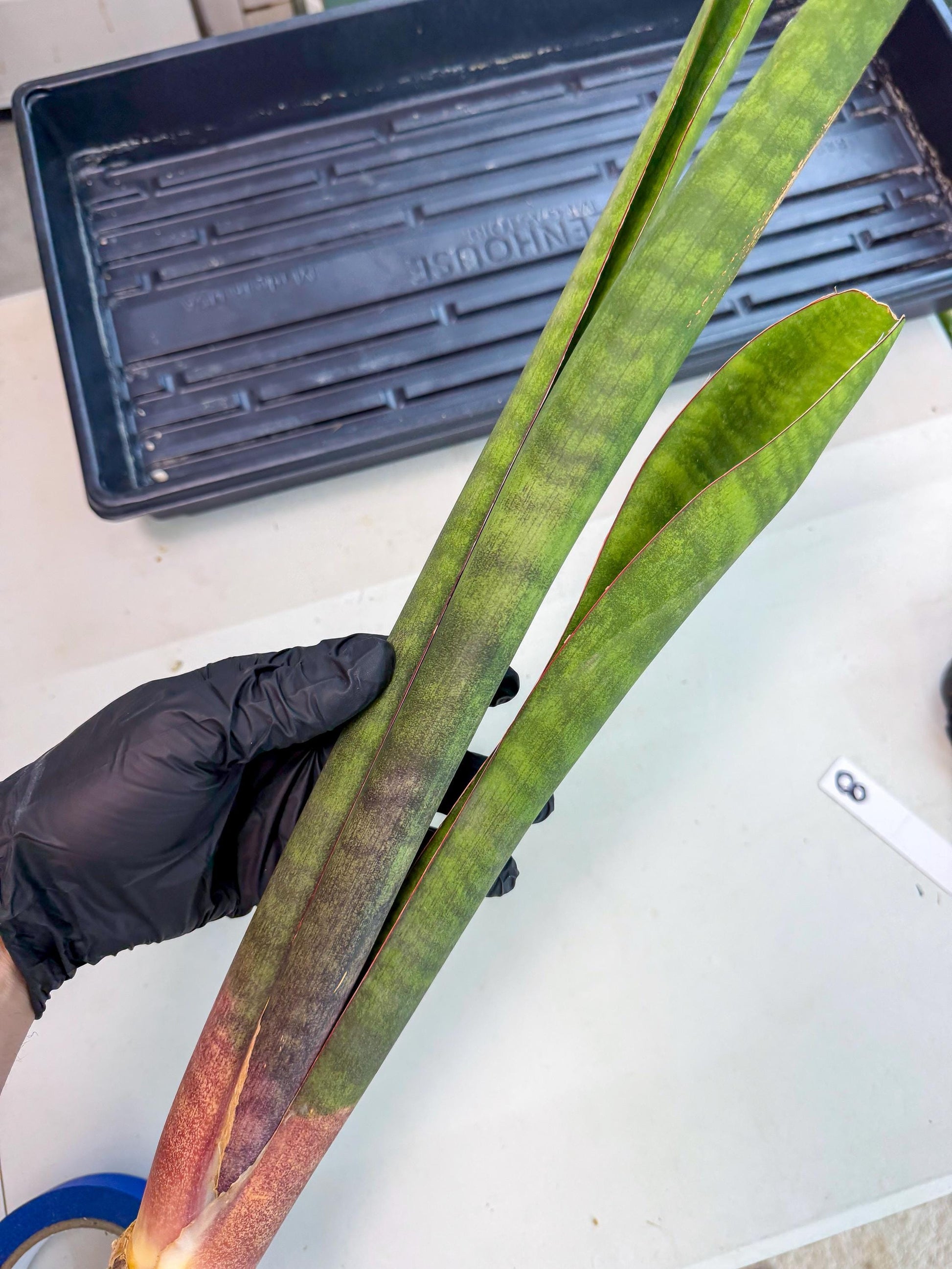 Sansevieria Mystic Magenta (rr) (8) | Very Rare Hybrid