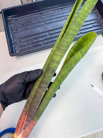 Sansevieria Mystic Magenta (rr) (8) | Very Rare Hybrid