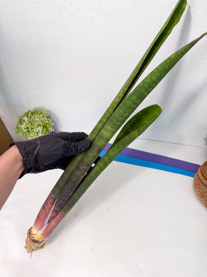 Sansevieria Mystic Magenta (rr) (8) | Very Rare Hybrid