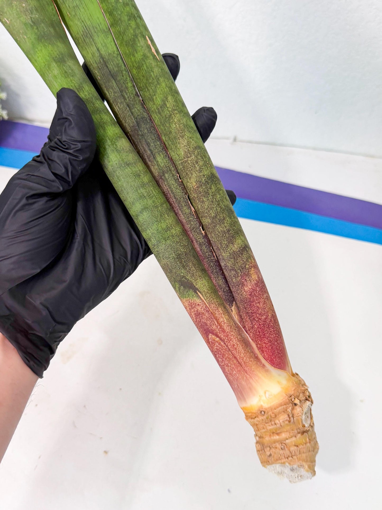 Sansevieria Mystic Magenta (rr) (8) | Very Rare Hybrid