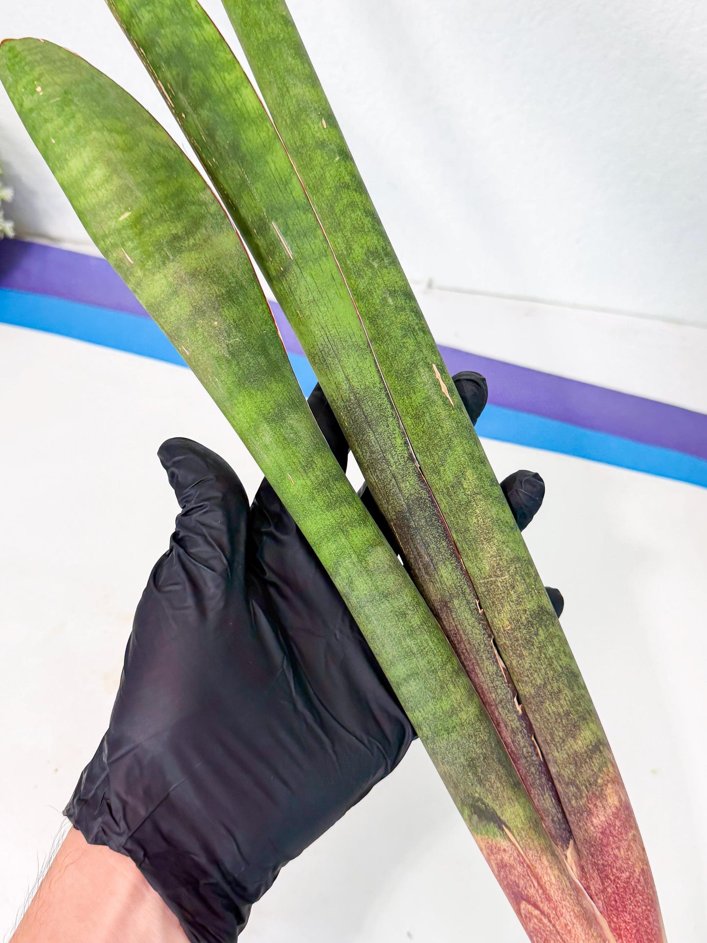 Sansevieria Mystic Magenta (rr) (8) | Very Rare Hybrid