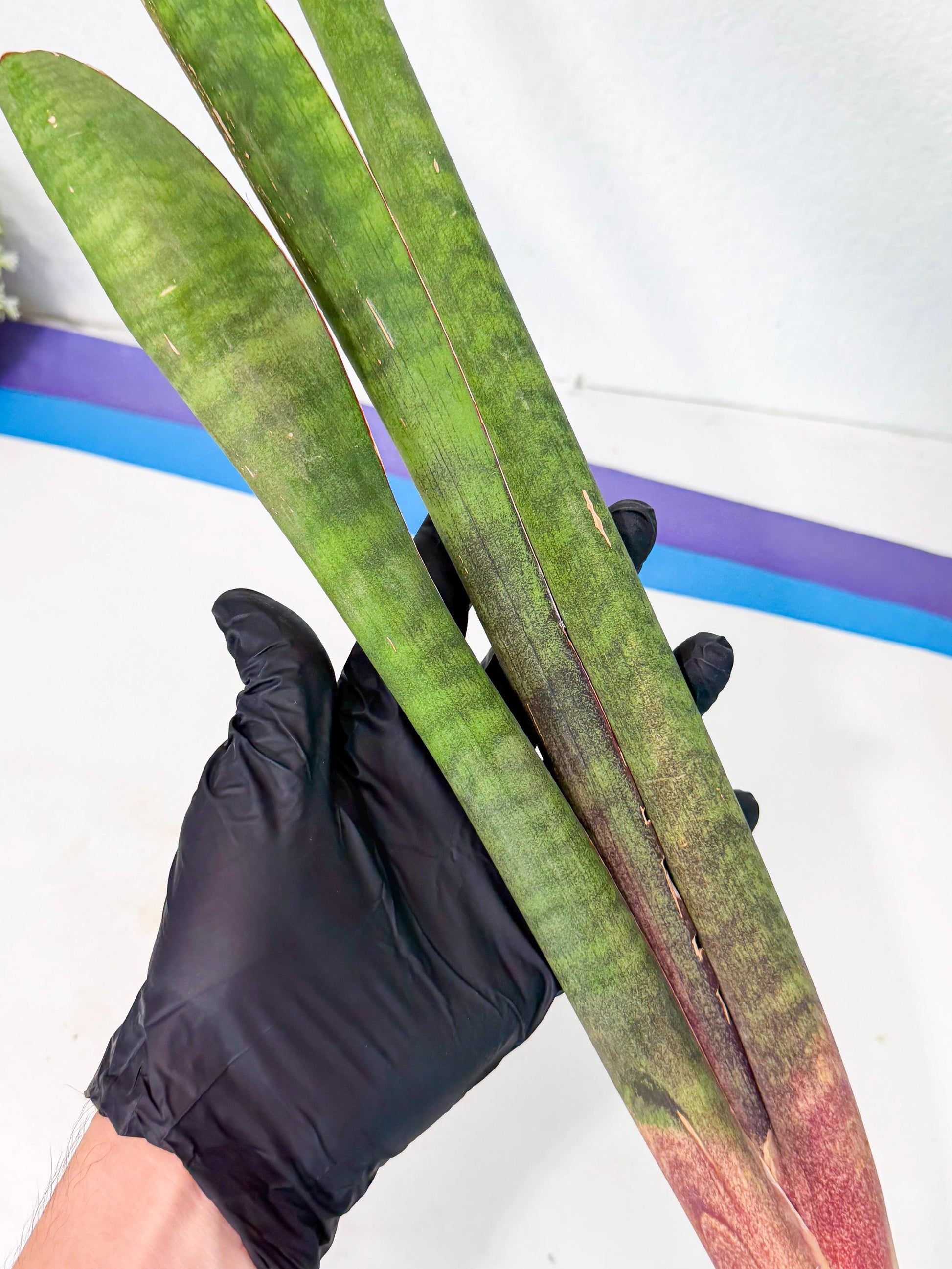 Sansevieria Mystic Magenta (rr) (8) | Very Rare Hybrid