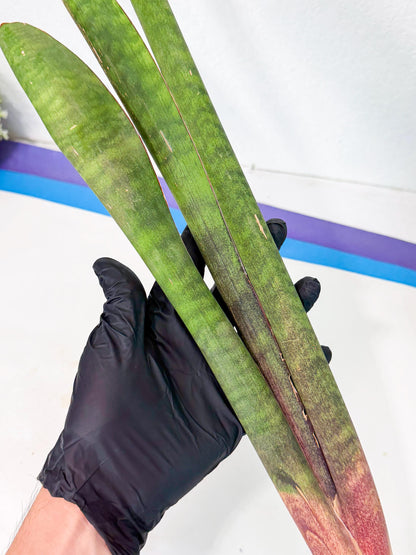 Sansevieria Mystic Magenta (rr) (8) | Very Rare Hybrid