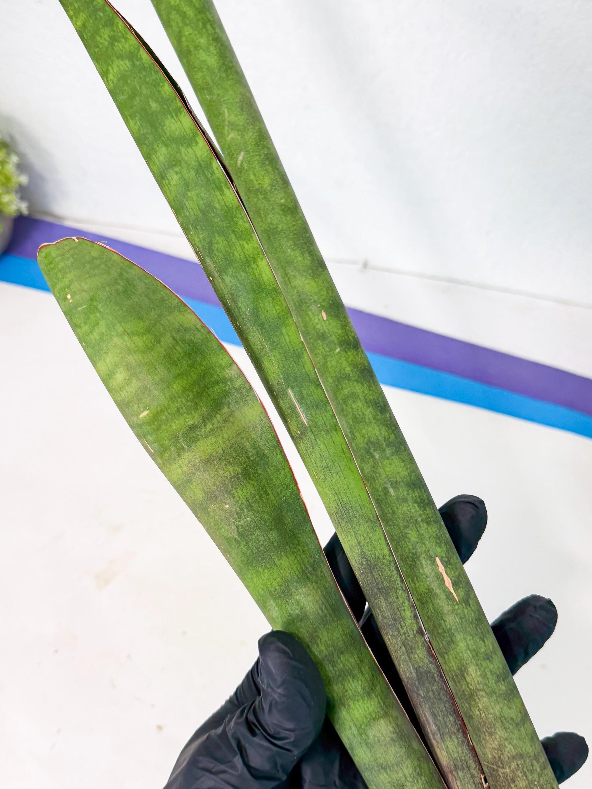 Sansevieria Mystic Magenta (rr) (8) | Very Rare Hybrid
