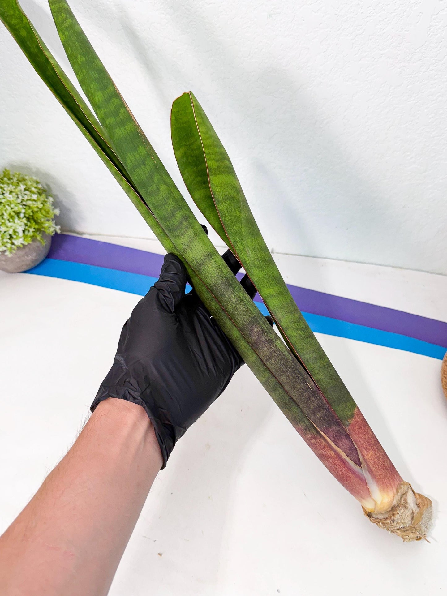 Sansevieria Mystic Magenta (rr) (8) | Very Rare Hybrid