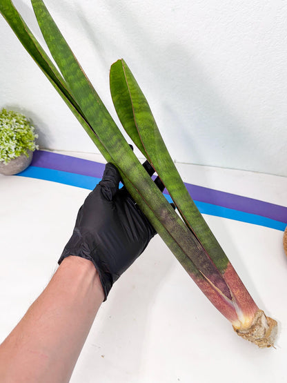 Sansevieria Mystic Magenta (rr) (8) | Very Rare Hybrid