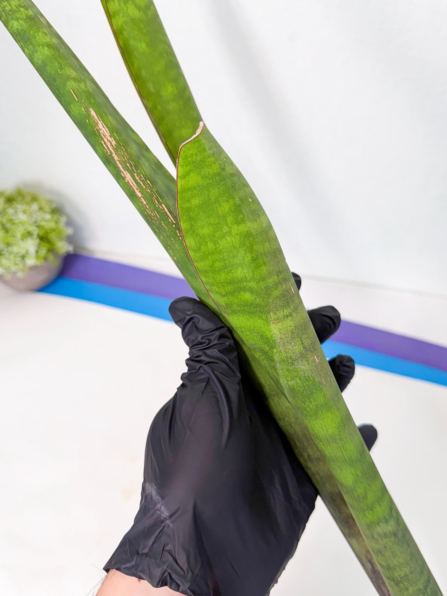 Sansevieria Mystic Magenta (rr) (8) | Very Rare Hybrid