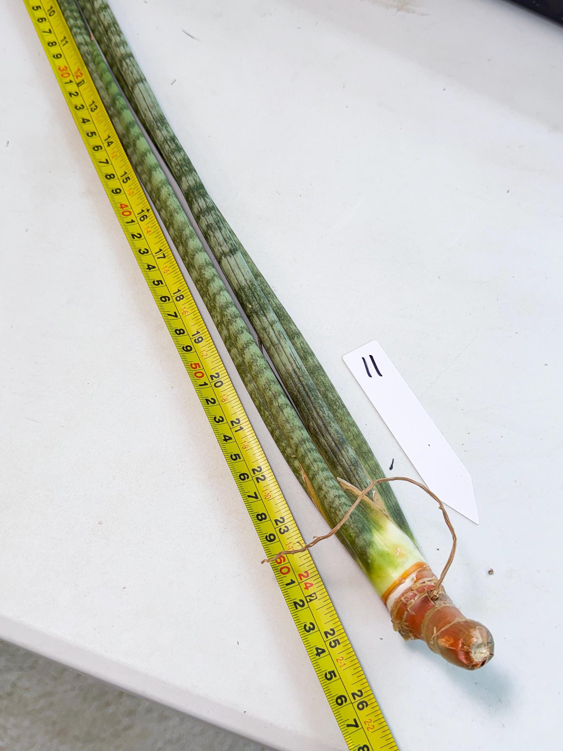 Sansevieria Pix Maro (rr) (11) | Very Rare Hybrid