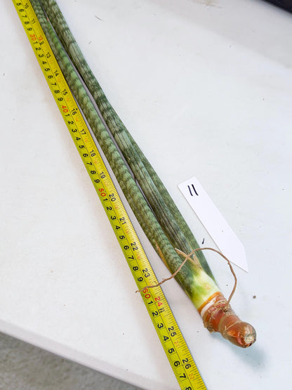 Sansevieria Pix Maro (rr) (11) | Very Rare Hybrid