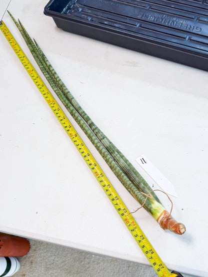 Sansevieria Pix Maro (rr) (11) | Very Rare Hybrid