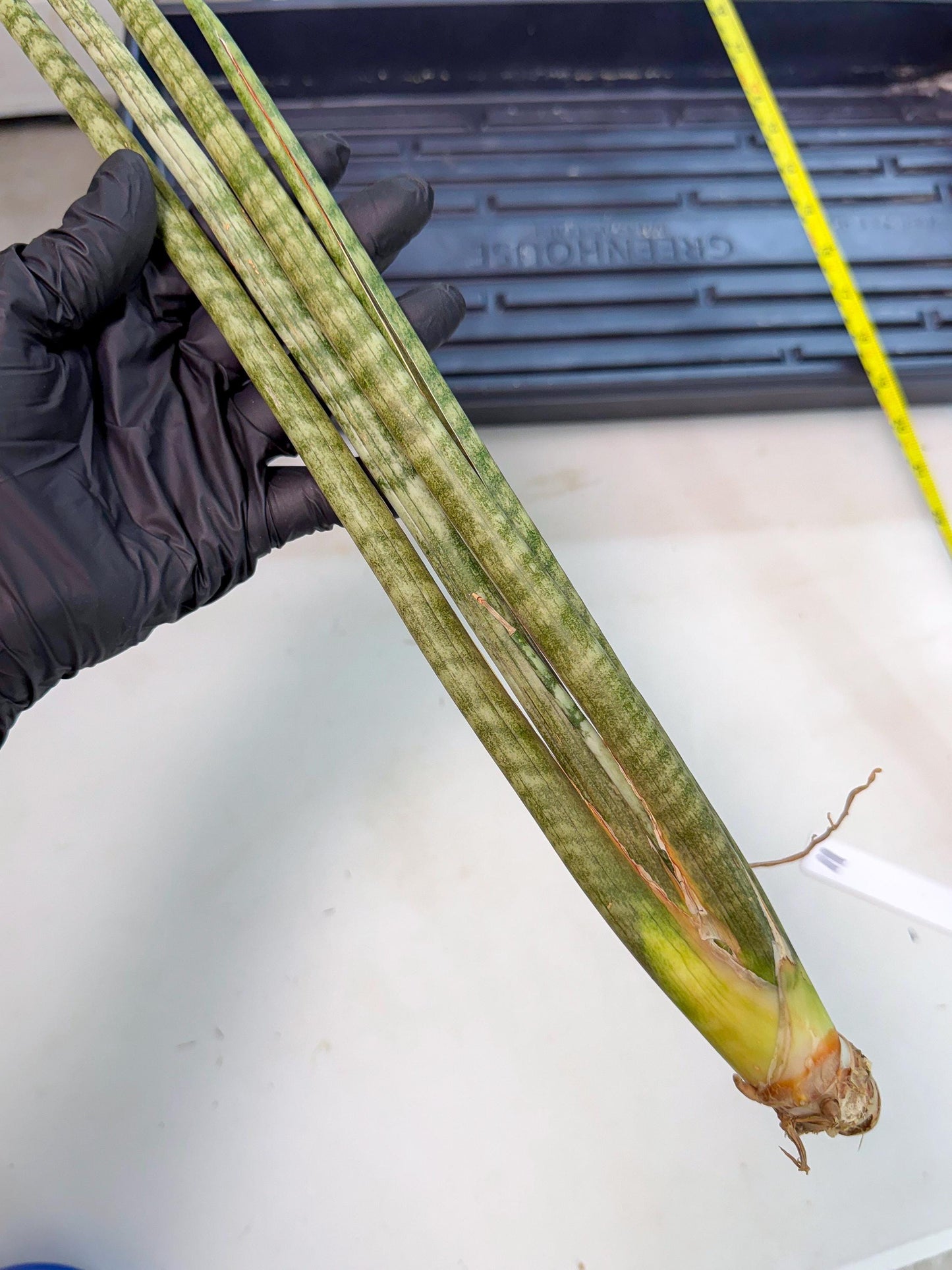 Sansevieria Pix Maro (rr) (11) | Very Rare Hybrid