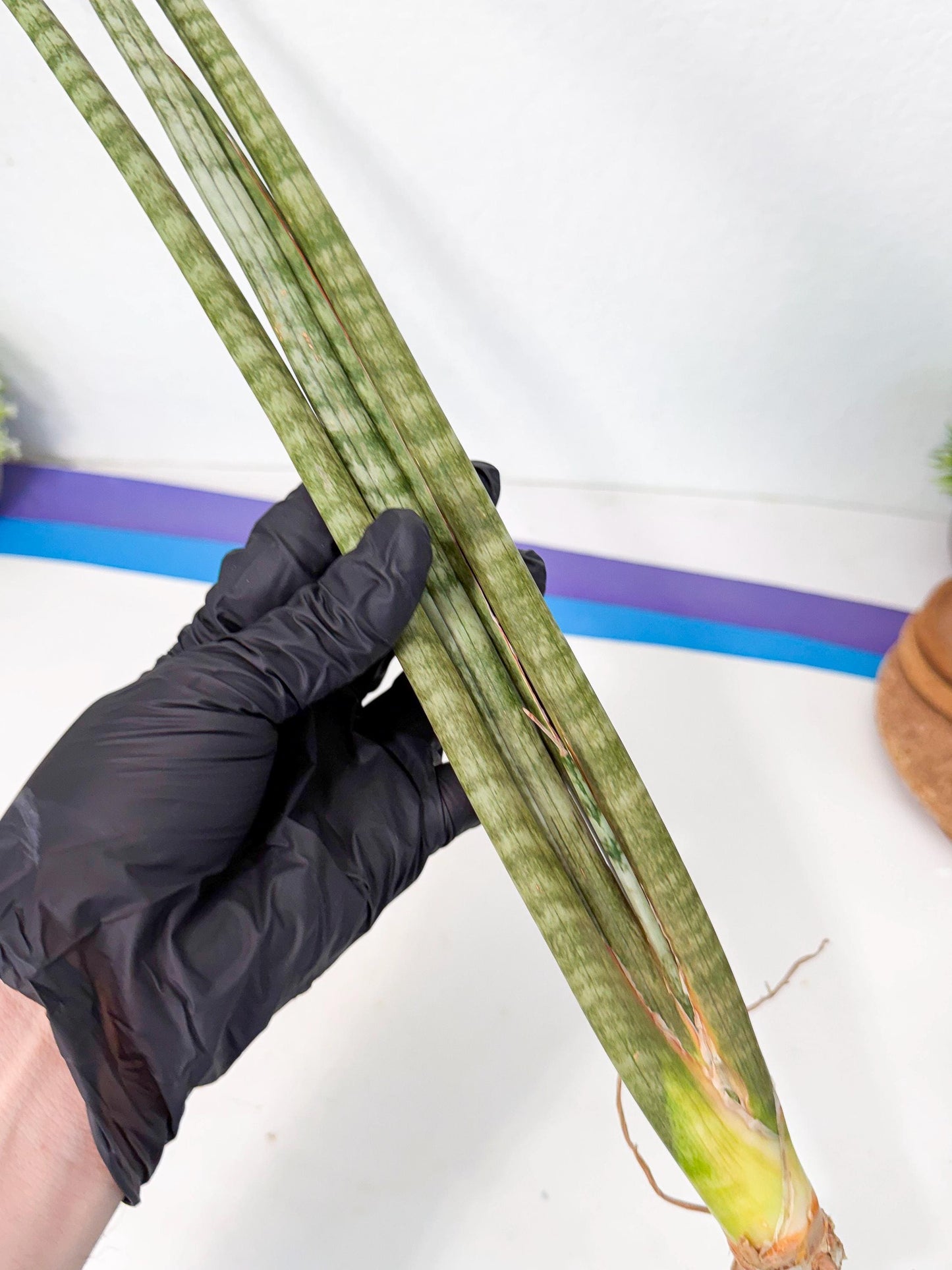Sansevieria Pix Maro (rr) (11) | Very Rare Hybrid