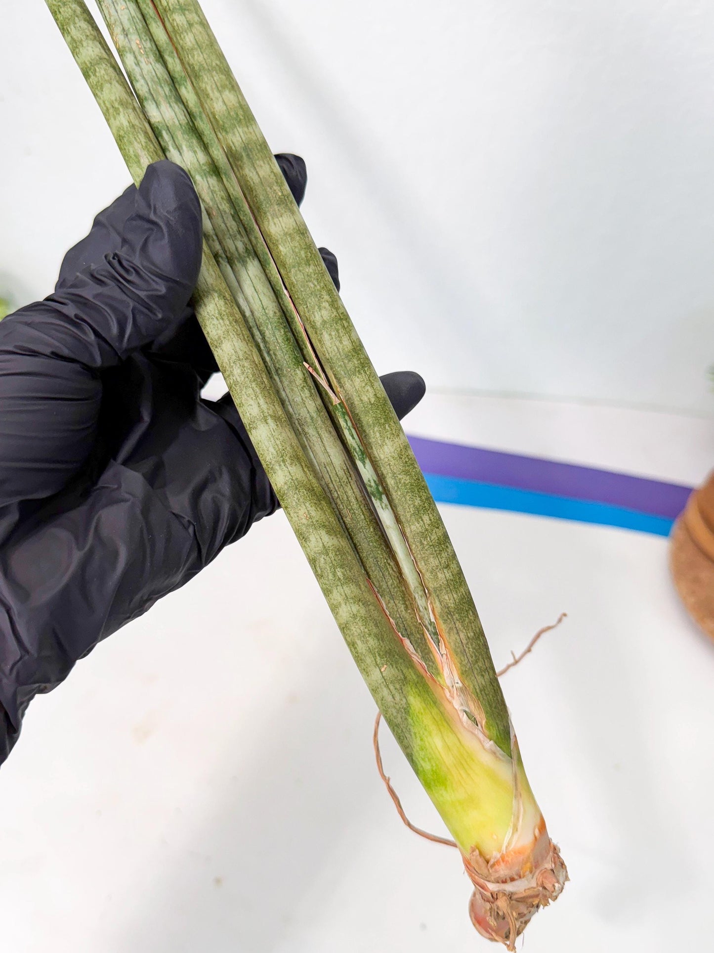 Sansevieria Pix Maro (rr) (11) | Very Rare Hybrid