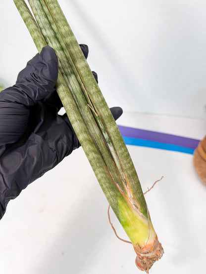 Sansevieria Pix Maro (rr) (11) | Very Rare Hybrid