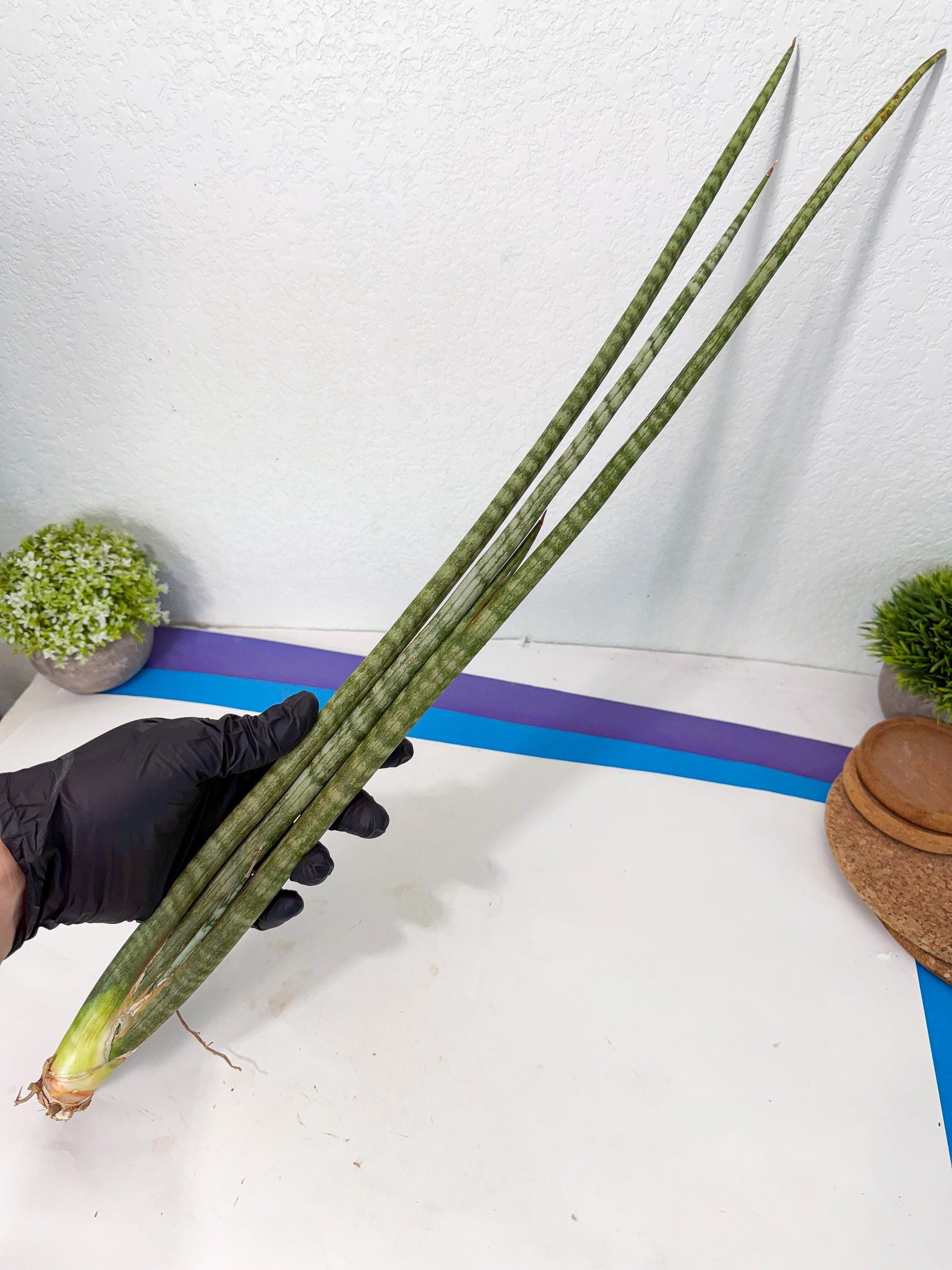 Sansevieria Pix Maro (rr) (11) | Very Rare Hybrid