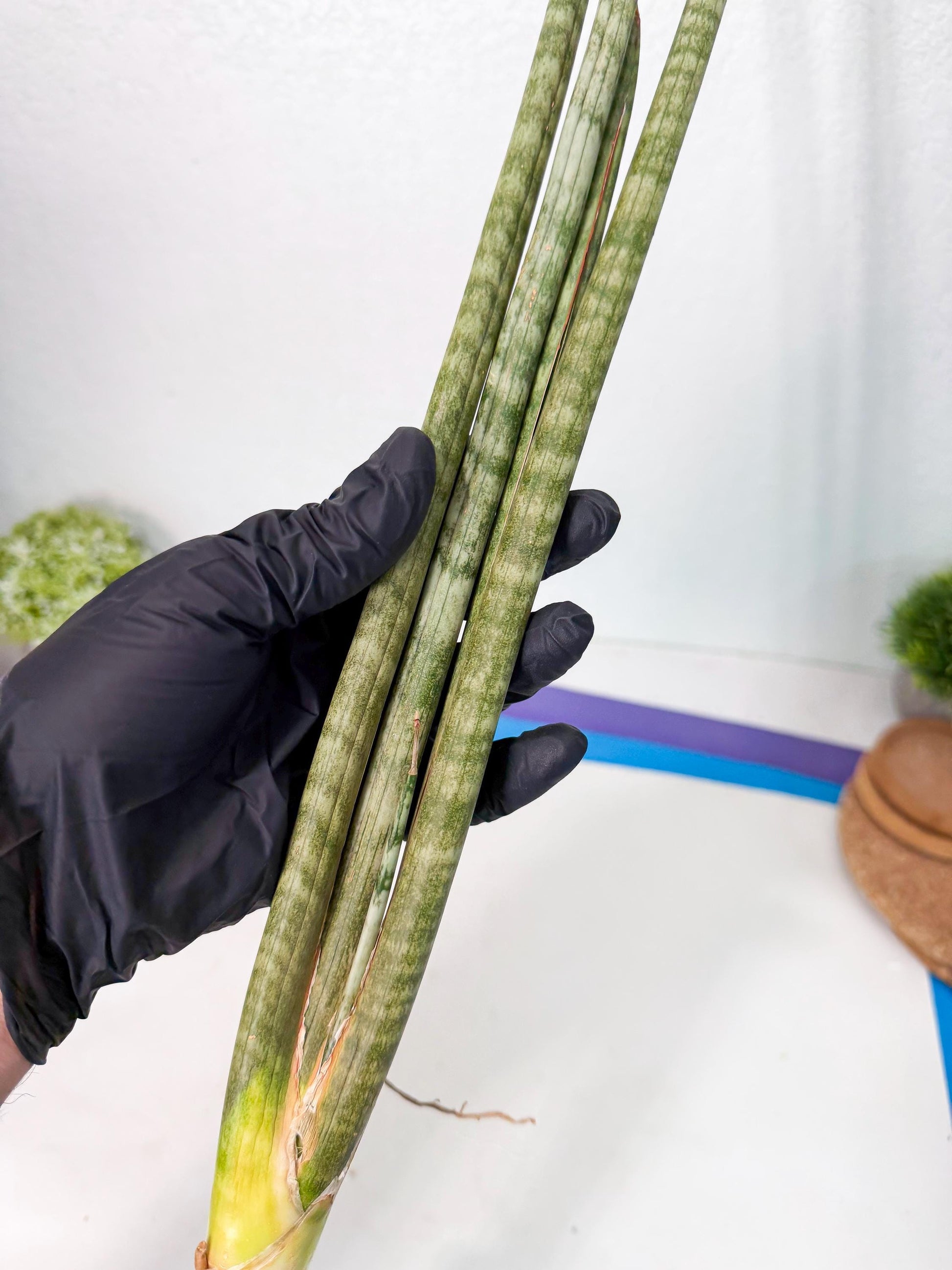 Sansevieria Pix Maro (rr) (11) | Very Rare Hybrid