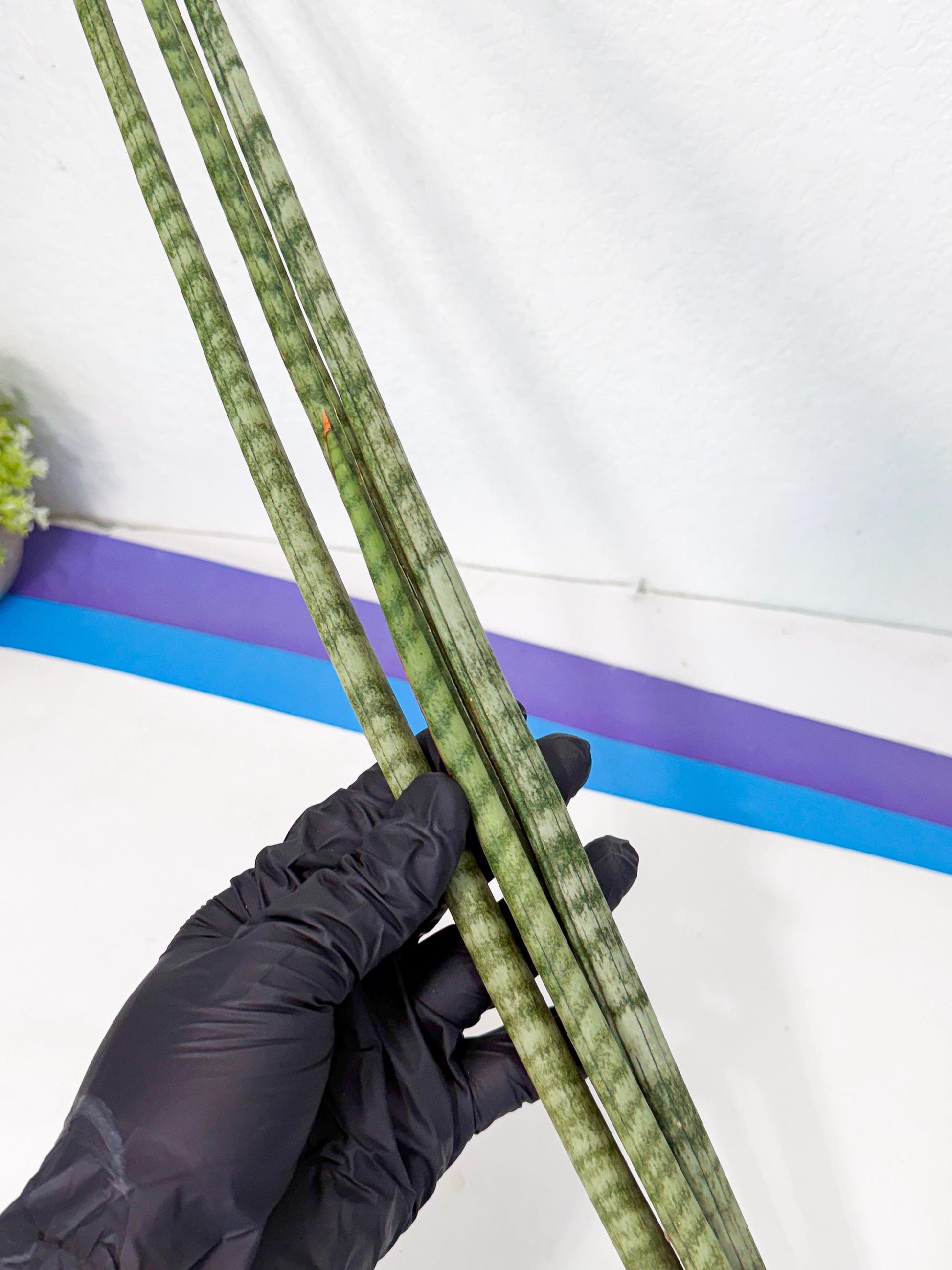 Sansevieria Pix Maro (rr) (11) | Very Rare Hybrid