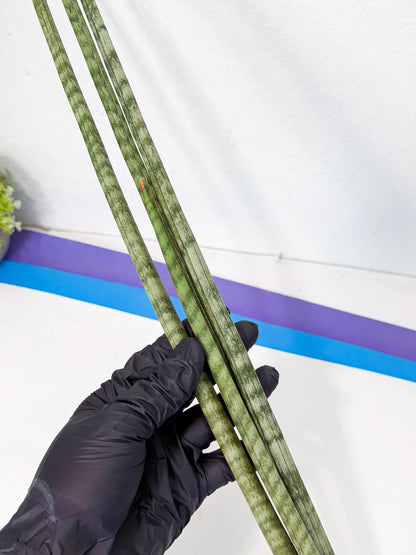 Sansevieria Pix Maro (rr) (11) | Very Rare Hybrid