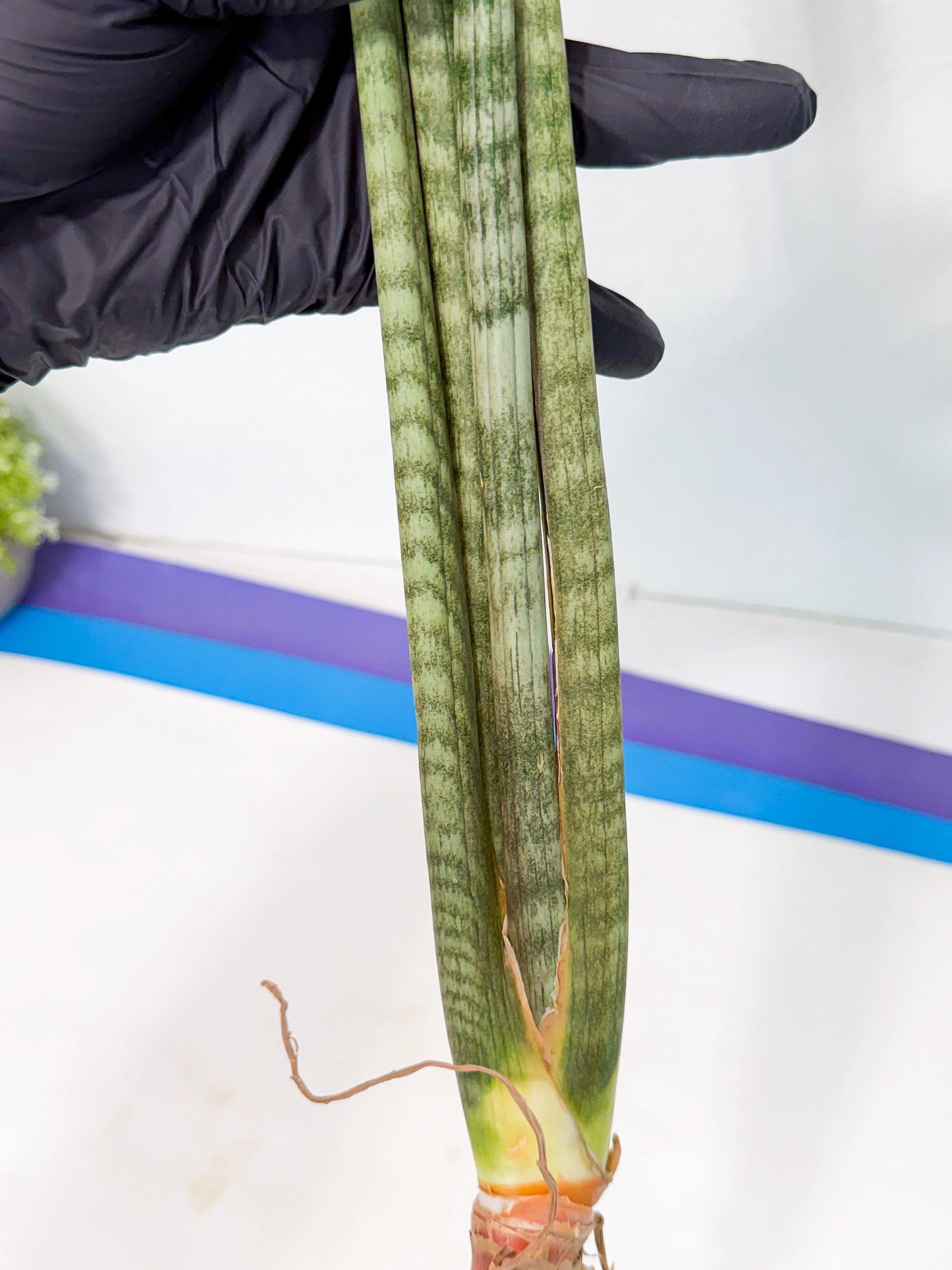 Sansevieria Pix Maro (rr) (11) | Very Rare Hybrid