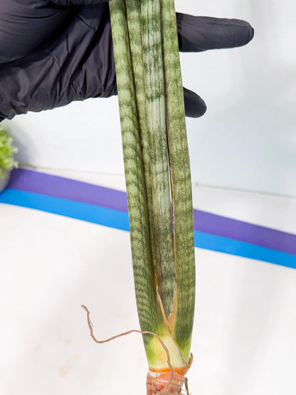Sansevieria Pix Maro (rr) (11) | Very Rare Hybrid