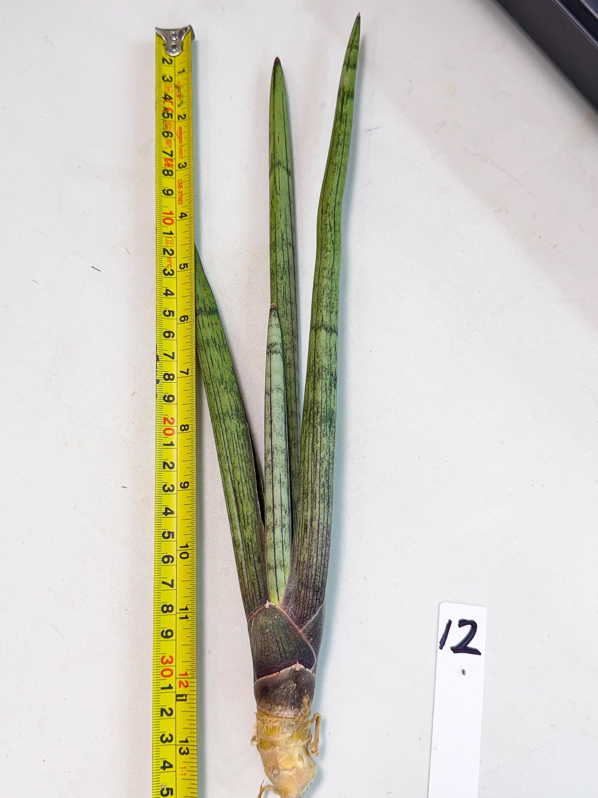Sansevieria Kari (rr) (12) | Very Rare Hybrid