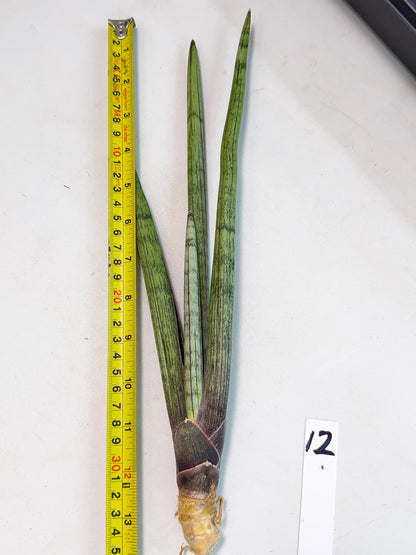 Sansevieria Kari (rr) (12) | Very Rare Hybrid