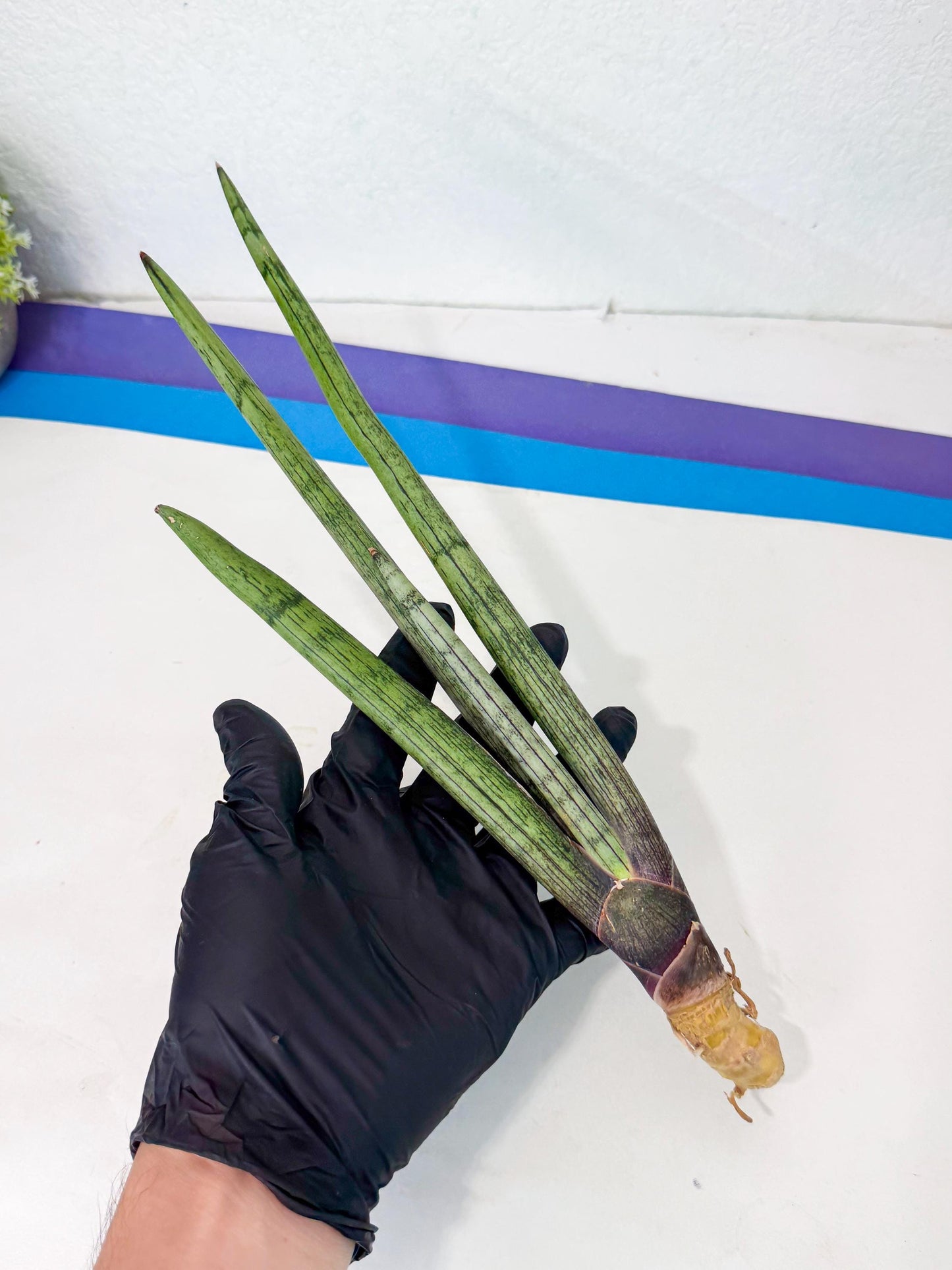Sansevieria Kari (rr) (12) | Very Rare Hybrid