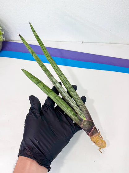 Sansevieria Kari (rr) (12) | Very Rare Hybrid