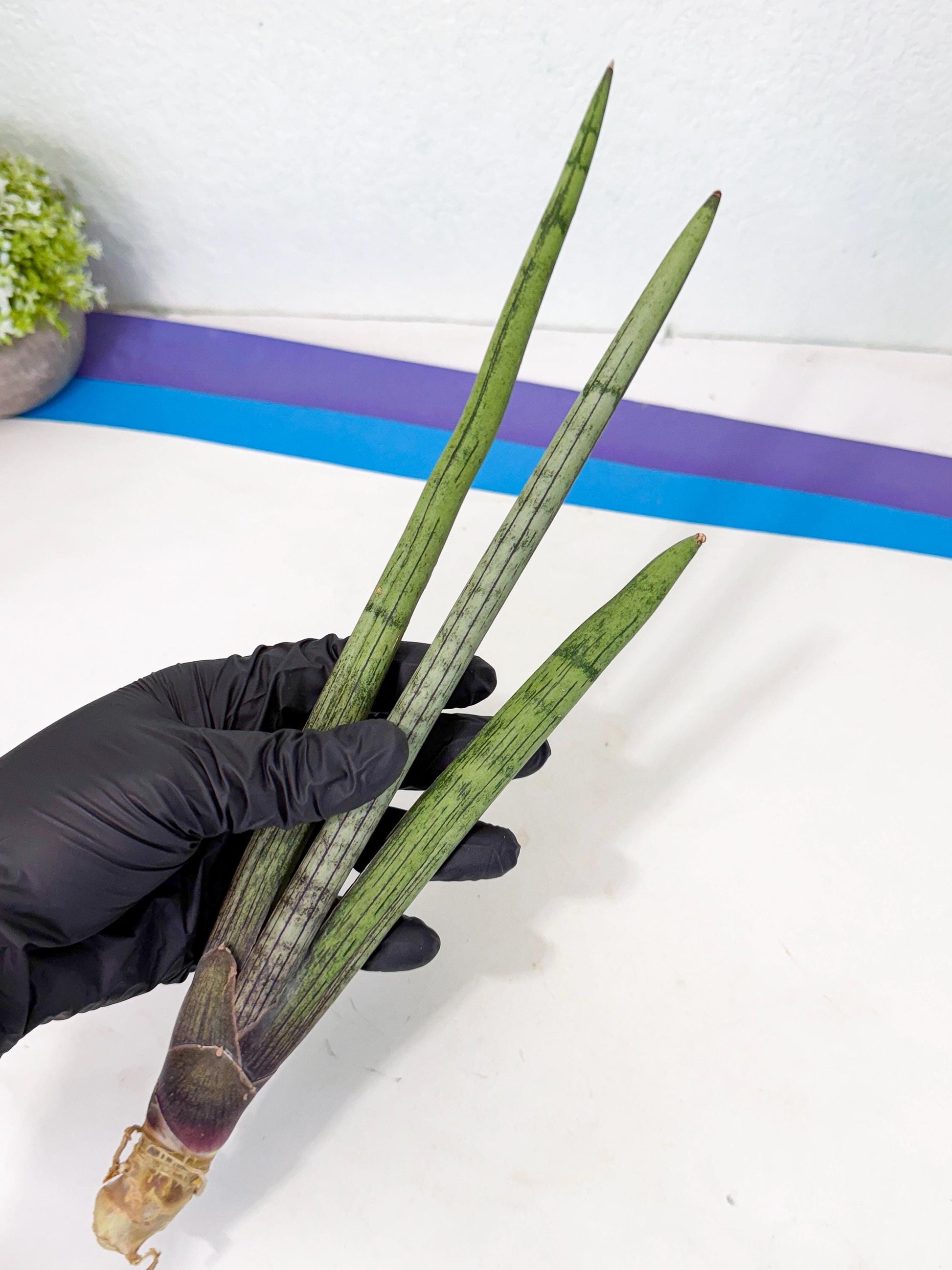 Sansevieria Kari (rr) (12) | Very Rare Hybrid