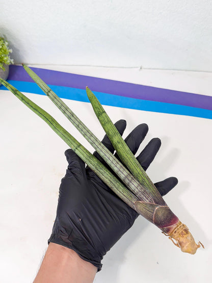Sansevieria Kari (rr) (12) | Very Rare Hybrid