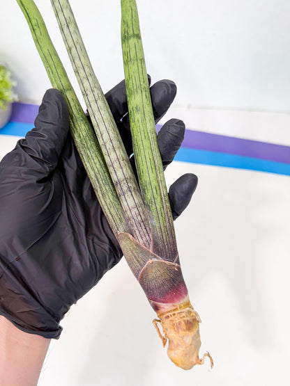 Sansevieria Kari (rr) (12) | Very Rare Hybrid