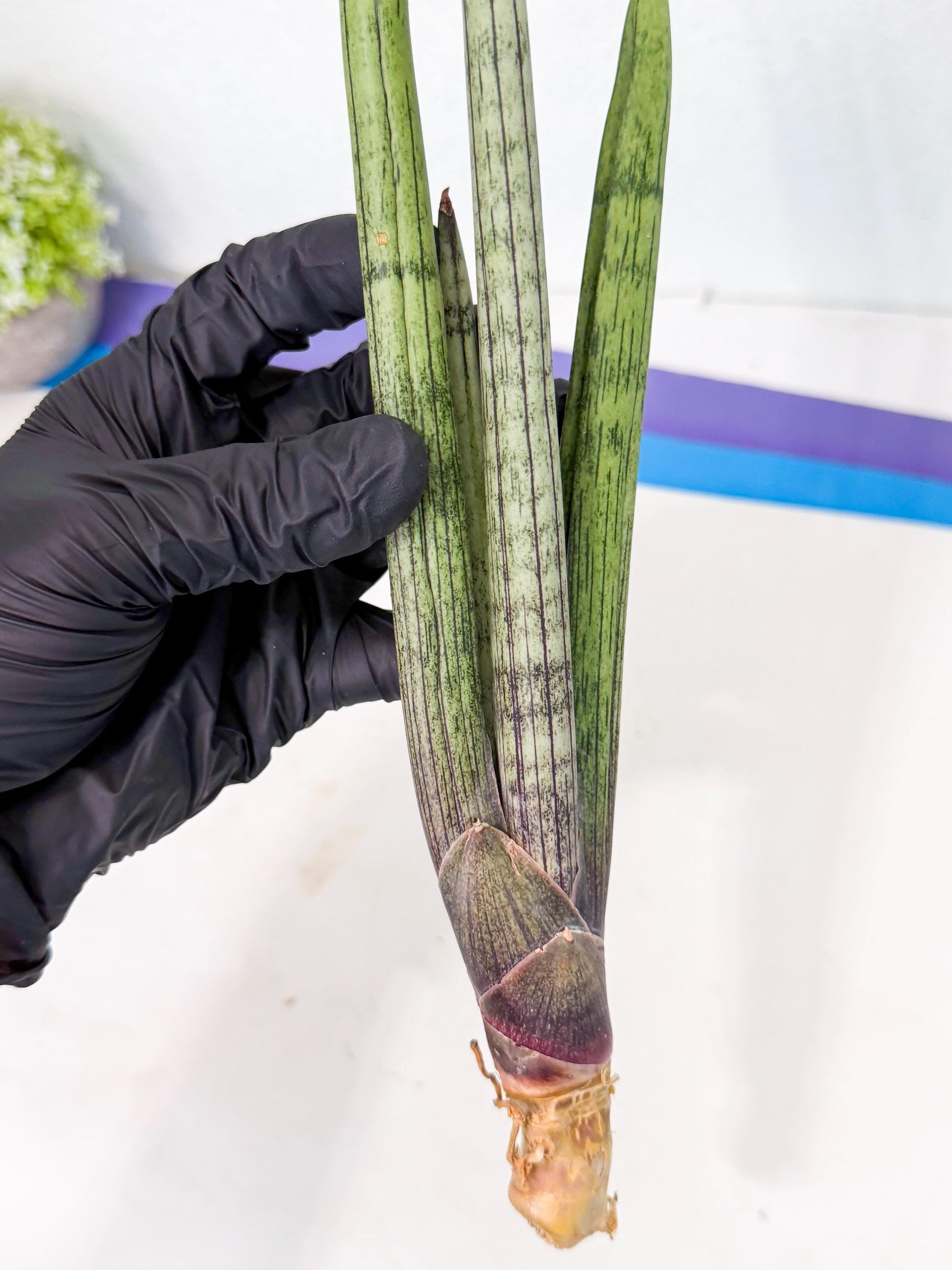 Sansevieria Kari (rr) (12) | Very Rare Hybrid